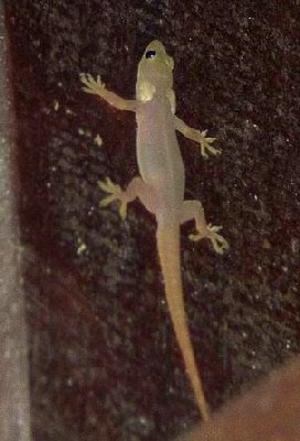 gecko.jpg
