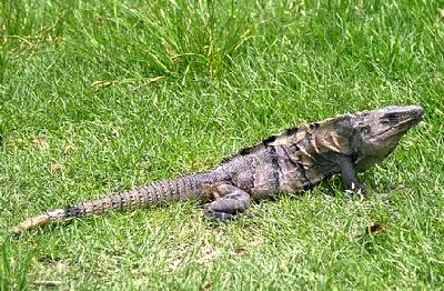 iguana.jpg